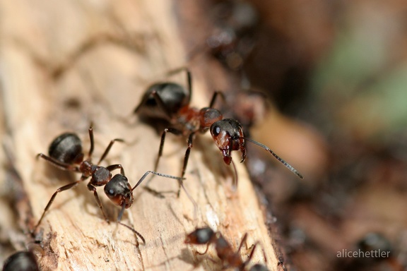 Rote Waldameise (Formica rufa)